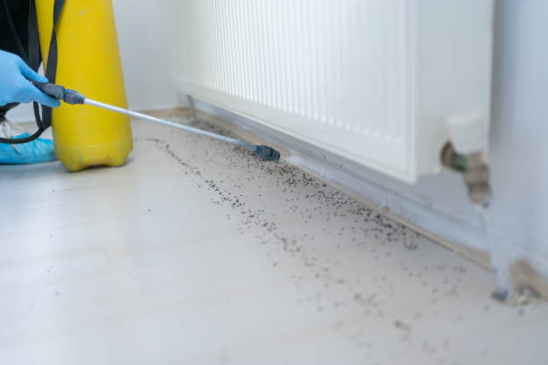 Best Wasp Removal Services  in Falconer, NY