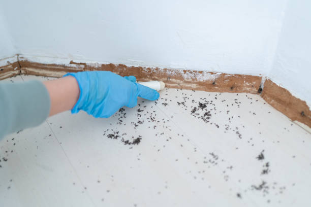Best Insect Control  in Falconer, NY