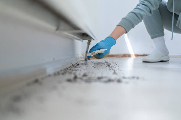 Insect Control in Falconer, NY